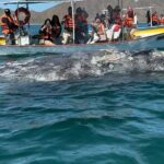 Gray Whale watching in Magdalena Bay From Los Cabos - Practical Details and Value