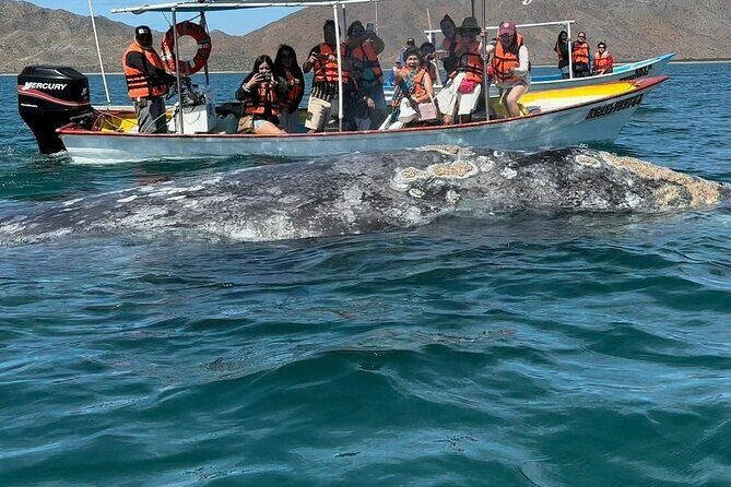Gray Whale watching in Magdalena Bay From Los Cabos - Practical Details and Value