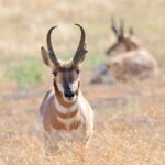 Great Salt Lake Birding and Nature Adventure - Introduction to the Great Salt Lake Birding and Nature Tour