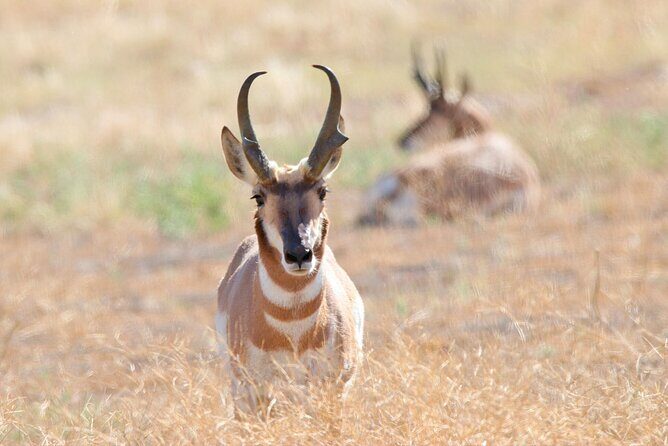 Great Salt Lake Birding and Nature Adventure - Introduction to the Great Salt Lake Birding and Nature Tour