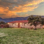 Greece in a Drop: Olive Grove Walk and Olive Oil Tasting - The Itinerary Breakdown