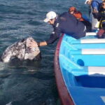 Grey Whale Watching at Mag Bay From Loreto - Exploring the Itinerary
