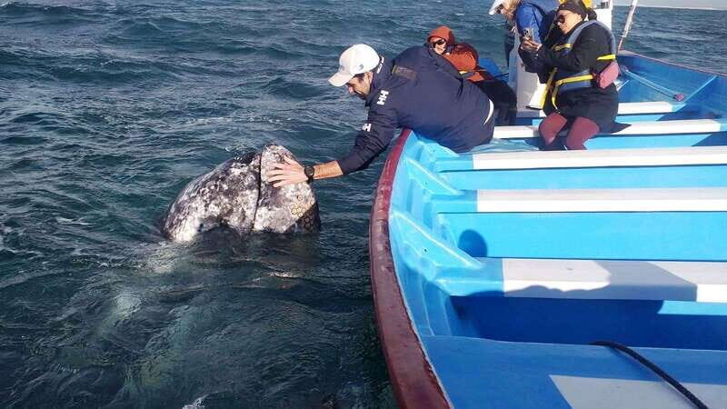 Grey Whale Watching at Mag Bay From Loreto - Exploring the Itinerary