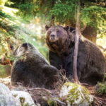 Grouse Mountain Skyride Admission Ticket - Analyzing the Cost and Value