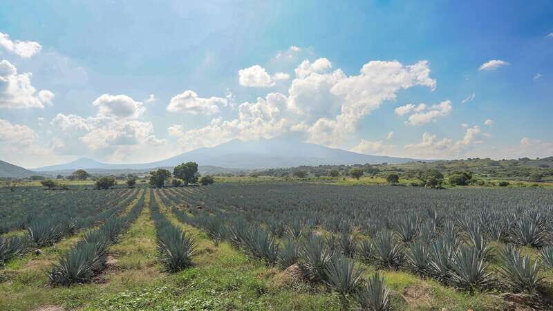 Guadalajara: Premium Tequila Tour with Tastings and Pairings - Detailed Breakdown of the Itinerary