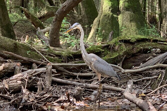 Guided Congaree National Park Kayak Tour - Who Should Consider This Tour?