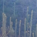 Guided Hike in the Sonoran Desert - What’s Included and How It Works