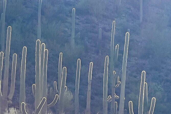 Guided Hike in the Sonoran Desert - What’s Included and How It Works