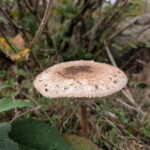 Guided Nature Tour: Pilgrims Way & Bigbury Fort - What’s Included & What to Bring