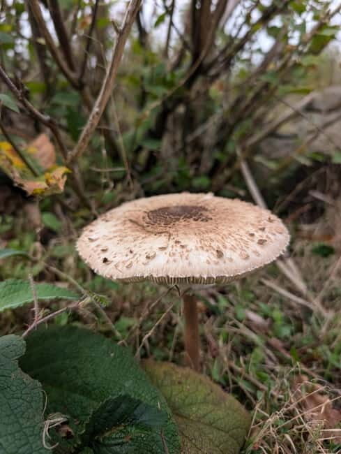 Guided Nature Tour: Pilgrims Way & Bigbury Fort - What’s Included & What to Bring