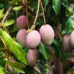 Guided Tasting of 15+ Tropical Fruits in Playa del Carmen - What We Appreciate Most