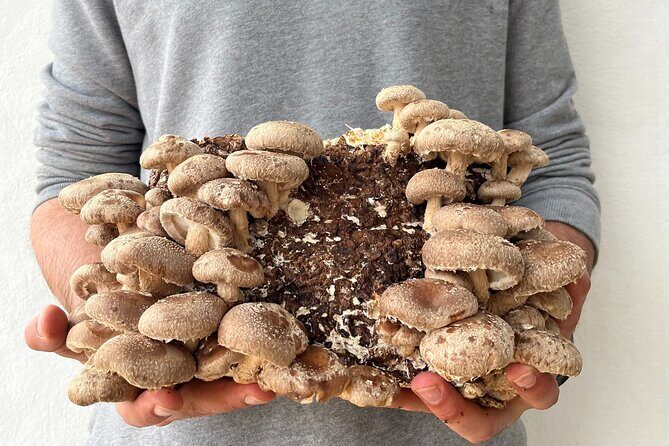 Guided tour and tasting in mushroom cultivation - A Closer Look at the Mushroom Tour Experience in Menorca