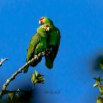 Guided Tour in Costa Maya Chacchoben Ruins History - Discovering the Chacchoben Ruins