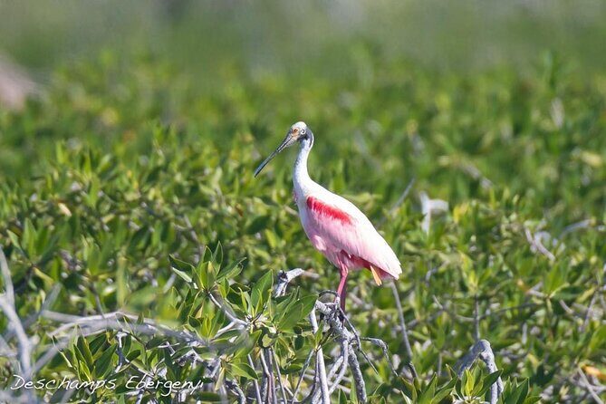 Guided Tour in Sian Ka'an Flora and Fauna Reserve - What’s Included and What’s Not?