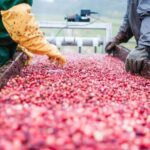 Guided Tour of a Local New England Cranberry Farm - What We Love About This Tour