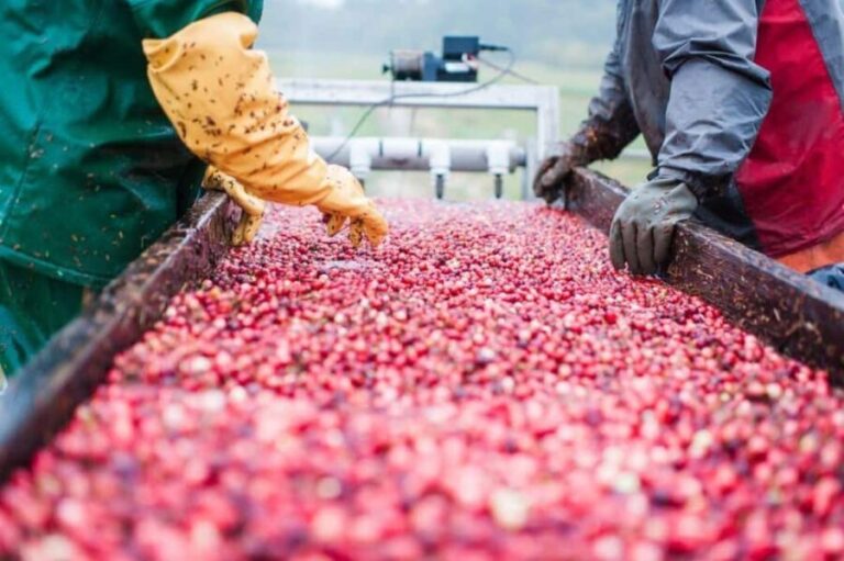 Guided Tour of a Local New England Cranberry Farm - What We Love About This Tour
