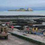 Guided tour of Cancale's oyster beds - The Guide: Knowledgeable and Humorous