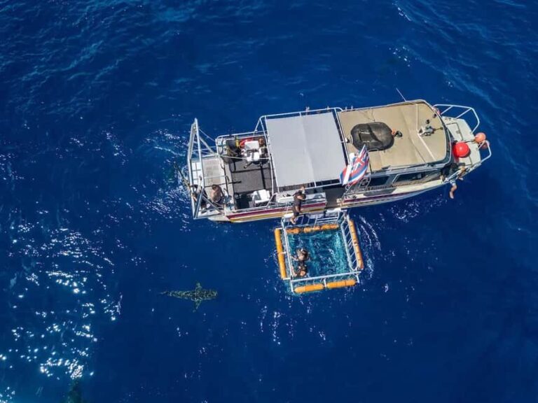 Haleiwa: North Shore Shark Cage Diving Experience - Good To Know