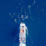 Haleiwa: North Shore Whale Watching Tour by Catamaran - Practical Details That Matter