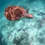 Half a Day Snorkeling with Sea Turtles Encounter and Free time - The Details That Matter: Durations, Costs, and Comfort