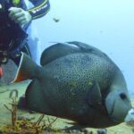 Half Day Dive Trip to the Cozumel reef - Who Is This Tour Best For?