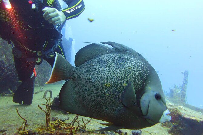 Half Day Dive Trip to the Cozumel reef - Who Is This Tour Best For?  