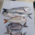 Half Day Fishing Trip - Insights from Real Reviewers