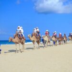 Half Day Guided Camel Safari in Cabo San Lucas - The Itinerary in Detail: What to Expect