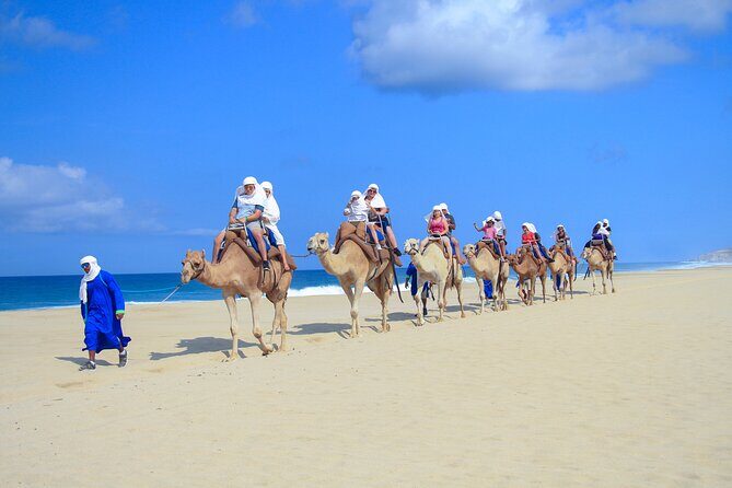 Half Day Guided Camel Safari in Cabo San Lucas - The Itinerary in Detail: What to Expect