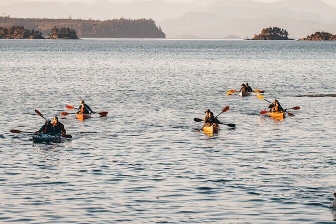 Half-Day Guided Sea Kayaking Adventure in Telegraph Cove - The Experience in Detail
