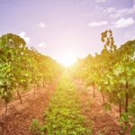 Half-Day Private Niagara County Wine Tour Experience - What We Love About This Tour