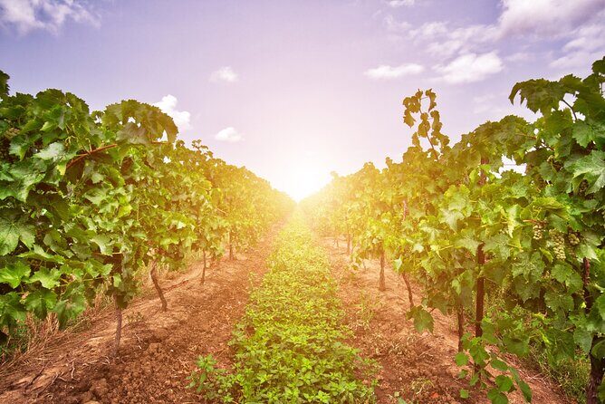 Half-Day Private Niagara County Wine Tour Experience - What We Love About This Tour