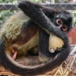 Half Day Private Tour of Akumal Monkey Sanctuary - Practical Details That Matter