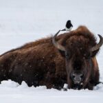 Half Day Private Wildlife Photography Tour in Yellowstone - Who Will Love This Tour?