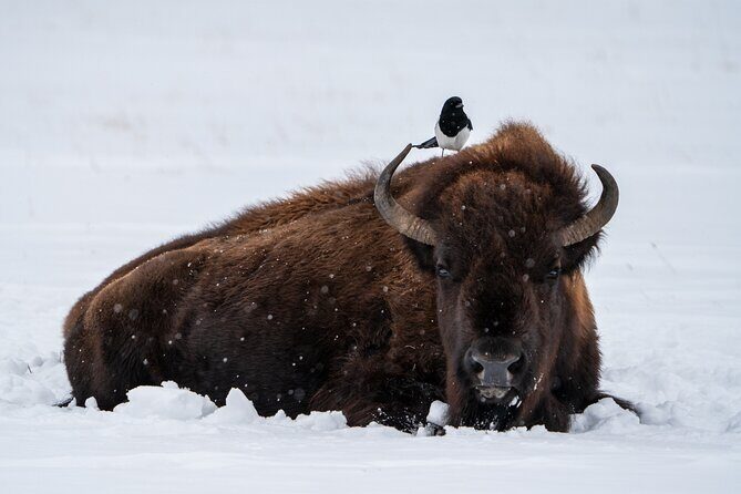 Half Day Private Wildlife Photography Tour in Yellowstone - Who Will Love This Tour?