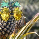 Hali'imaile: Pineapple Farm Tour - The Authenticity and Value of the Tour