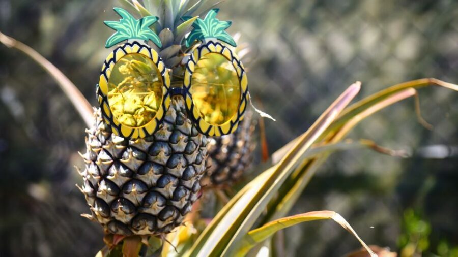 Hali'imaile: Pineapple Farm Tour - The Authenticity and Value of the Tour