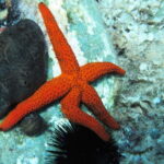 Halkidiki-Kassandra: Scuba Diving for Beginners - The Value of the Experience