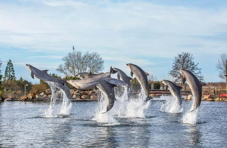 Harderwijk: Dolfinarium Entry Ticket - Who Will Love the Dolfinarium?