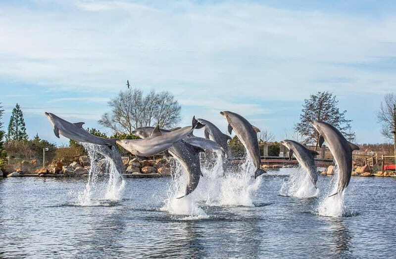 Harderwijk: Dolfinarium Entry Ticket - Who Will Love the Dolfinarium?