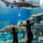 Heraklion: Heraklion Market & CretAquarium *SKIP The Line - The Itinerary Breakdown