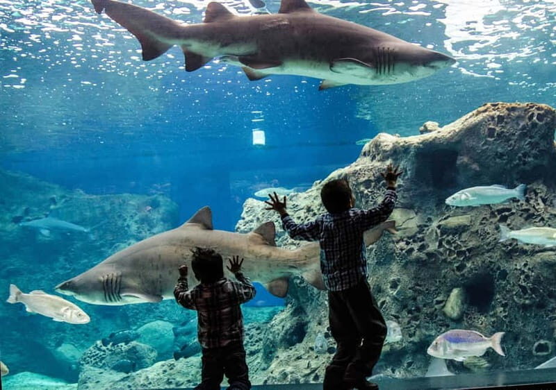 Heraklion: Heraklion Market & CretAquarium *SKIP The Line - The Itinerary Breakdown