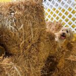 Hide & Seek Skills for Dogs at the Hay filled New York City Barn - Final thoughts: Is it worth it?