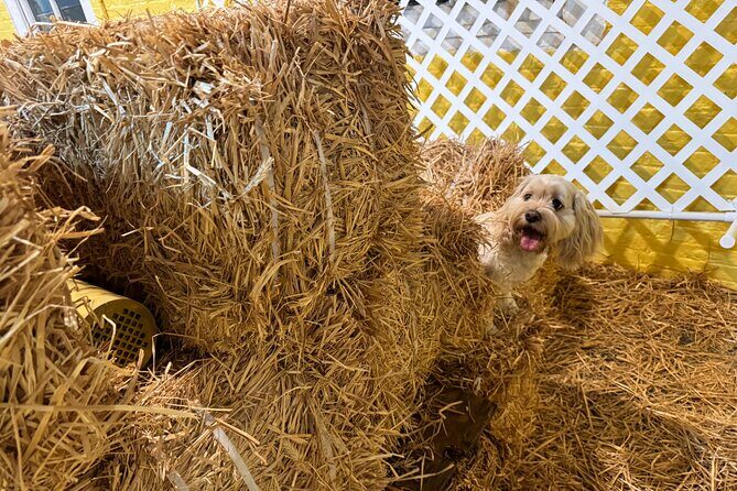 Hide & Seek Skills for Dogs at the Hay filled New York City Barn - Final thoughts: Is it worth it?