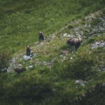 High Tatras: Bearwatching Hiking Tour in Slovakia - What to Expect on the Day