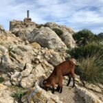Hiking on Alcúdia Peninsula - The Climb to Talaia dAlcúdia