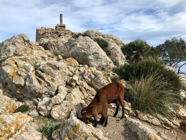Hiking on Alcúdia Peninsula - The Climb to Talaia dAlcúdia