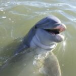 Hilton Head Island: Daytime Dolphin Watching Boat Tour - The Itinerary: What to Expect on the Tour