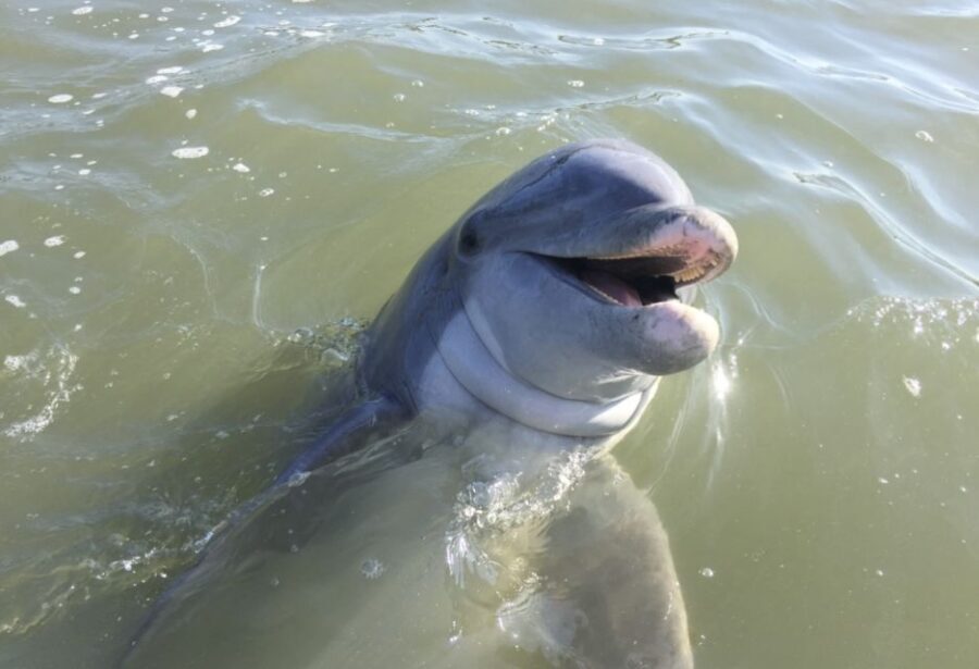 Hilton Head Island: Daytime Dolphin Watching Boat Tour - The Itinerary: What to Expect on the Tour