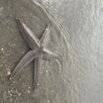 Hilton Head Island: Disappearing Island and Dolphin Tour - The Value and Practicalities